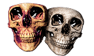 CBCT scans Comparison